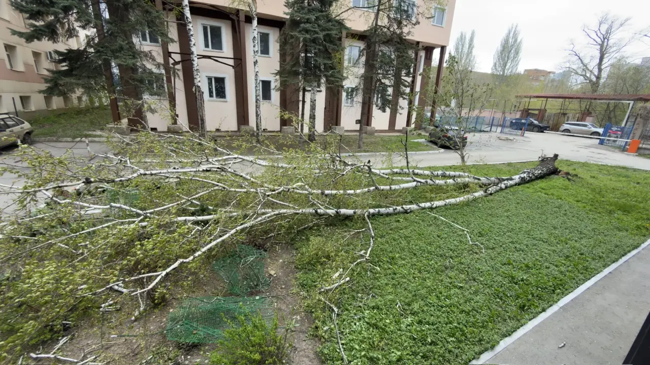 Последствия непогоды: в Самаре 27 апреля деревья повалились на людей и автомобили