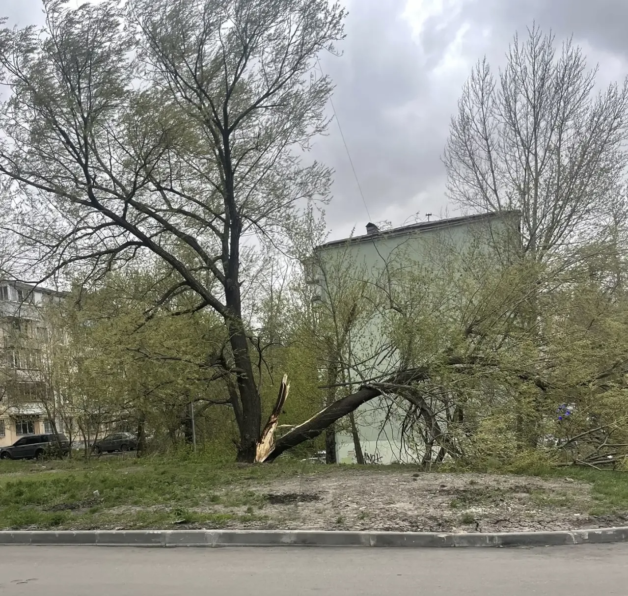 Последствия непогоды: в Самаре 27 апреля деревья повалились на людей и автомобили