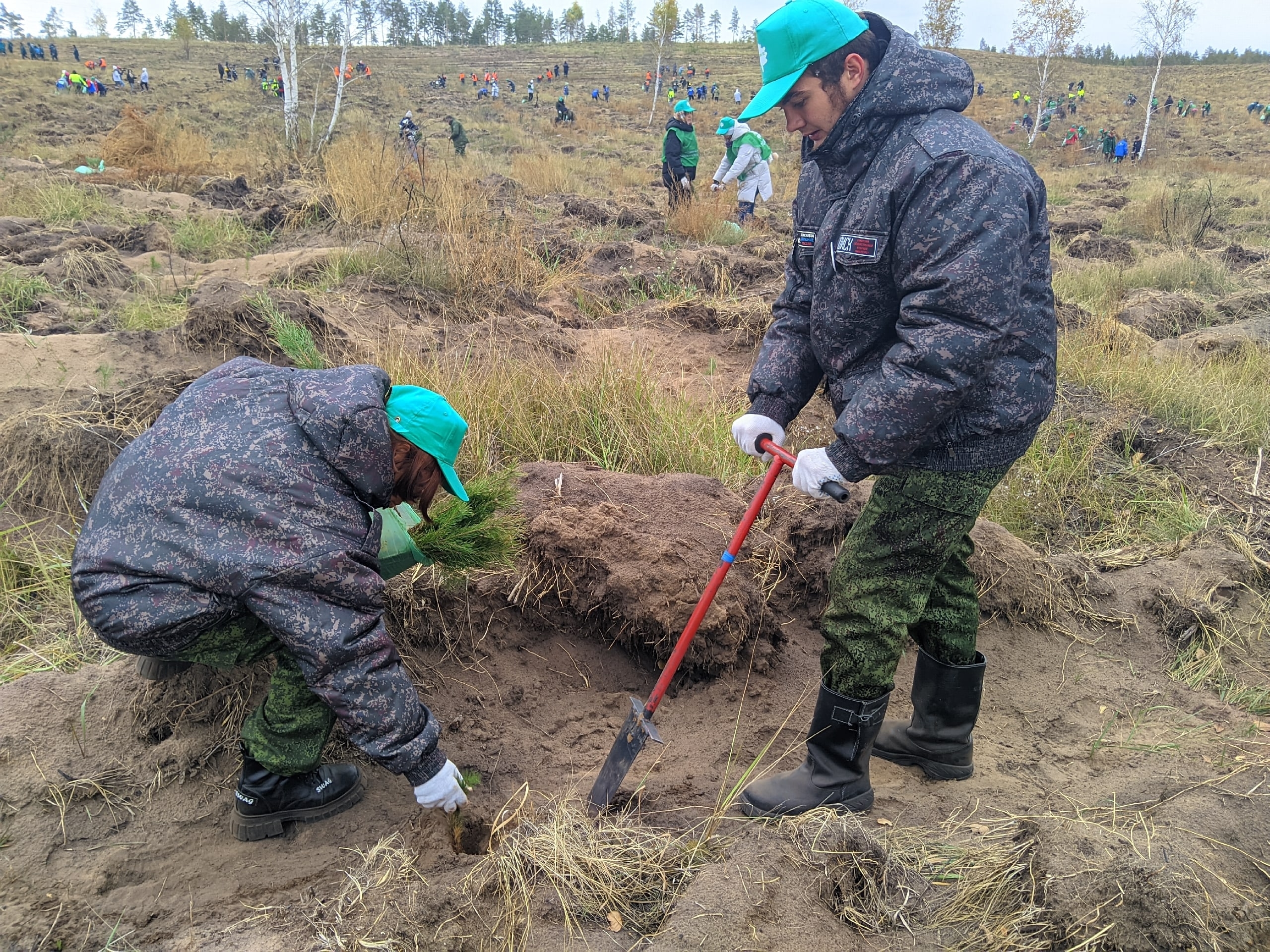 В Тольятти высадили около 25 000 сеянцев лесных деревьев