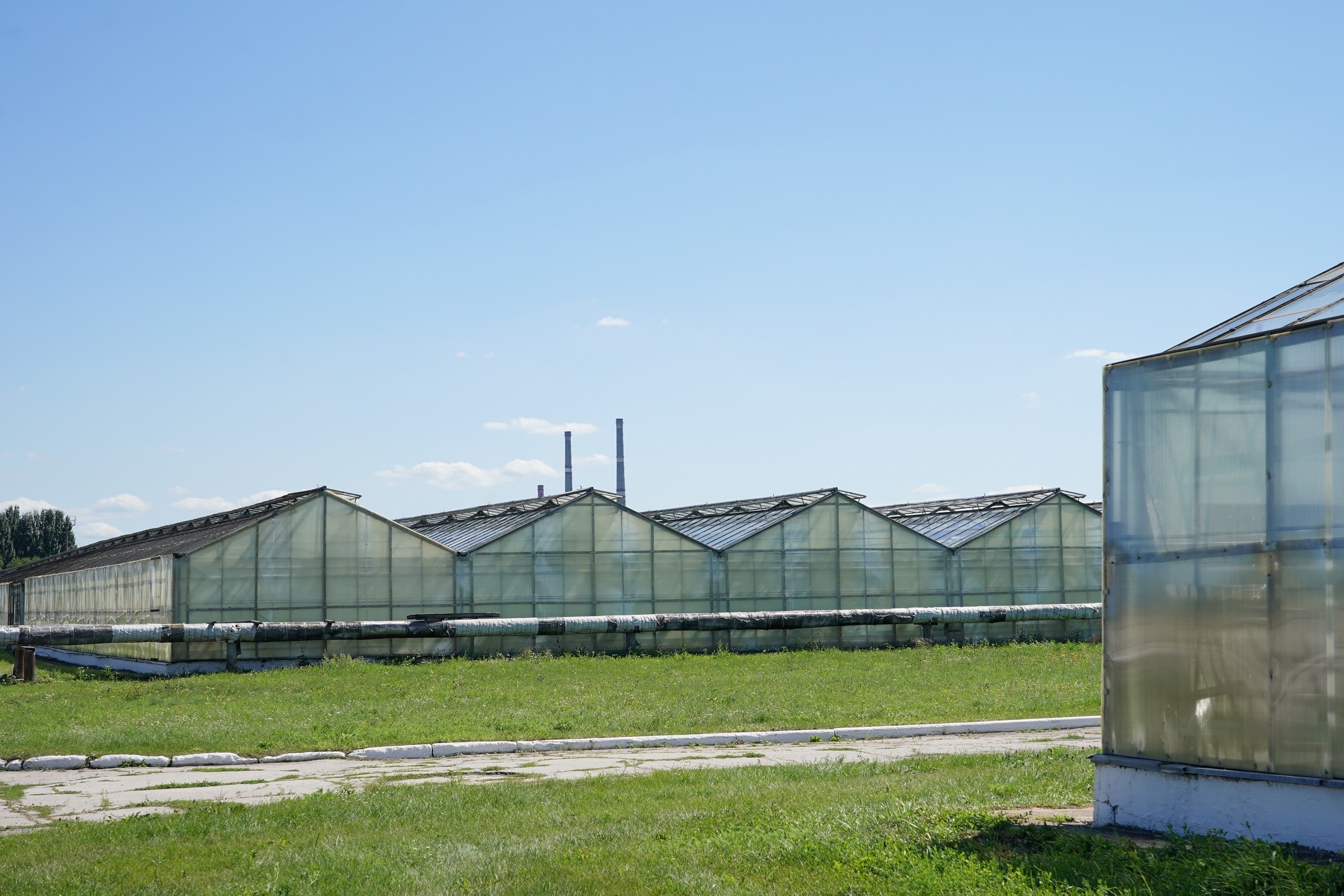 Тольяттинское агропредприятие планирует собрать рекордные 5 миллионов килограммов овощей в юбилейный год