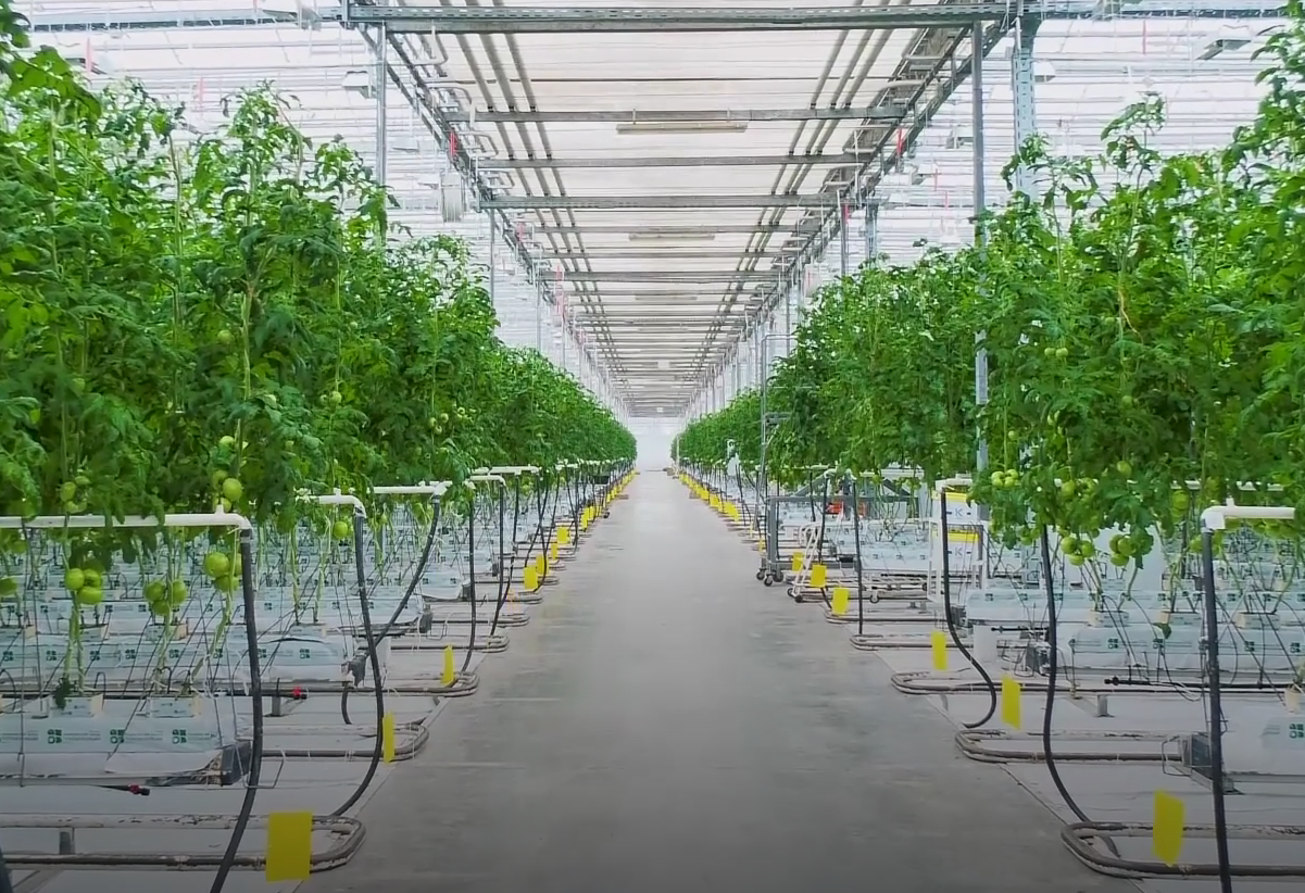 Дела тепличные. Агрокурьер