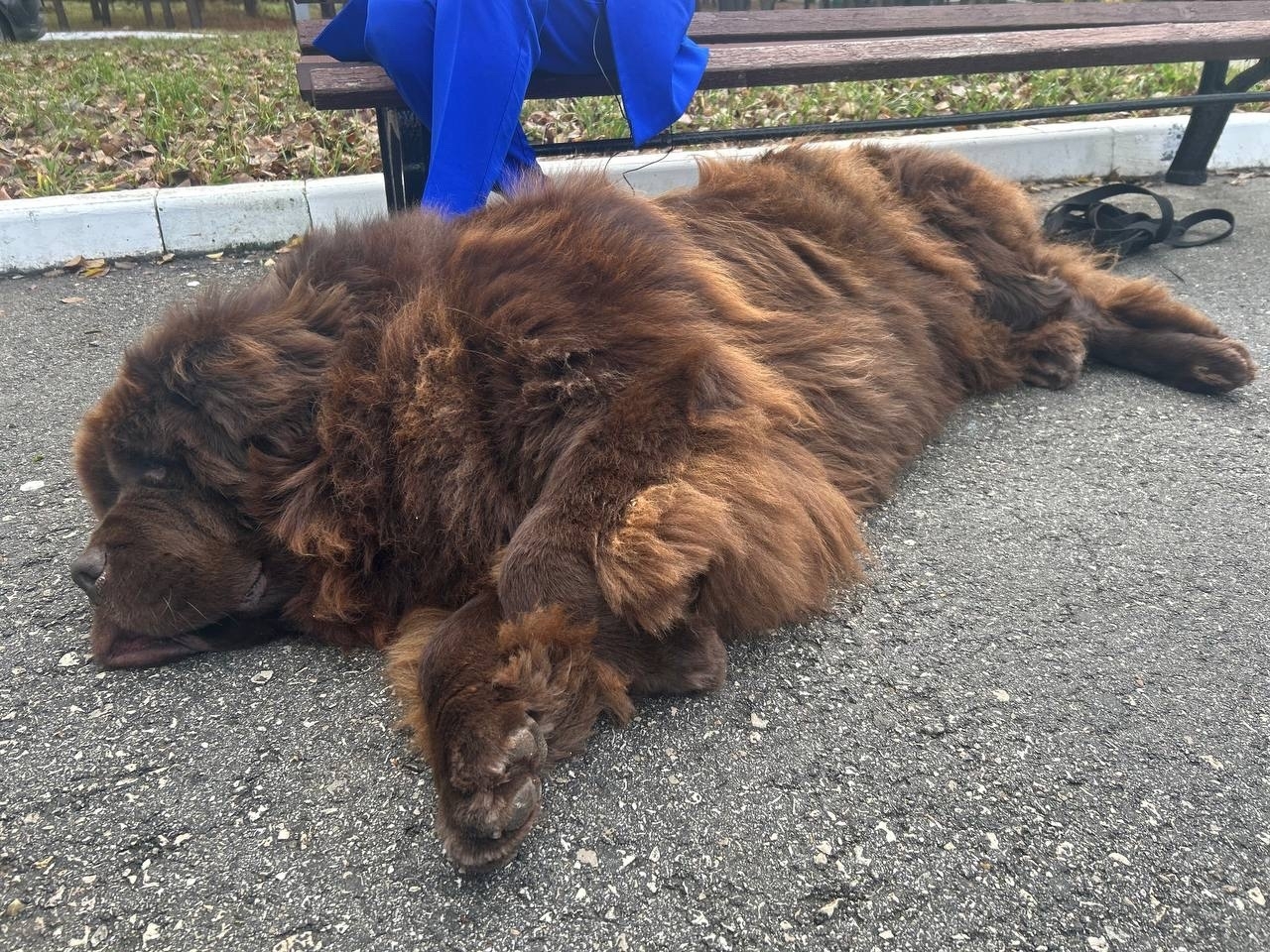 В Куйбышевском районе Самары появится площадка для дрессировки животных