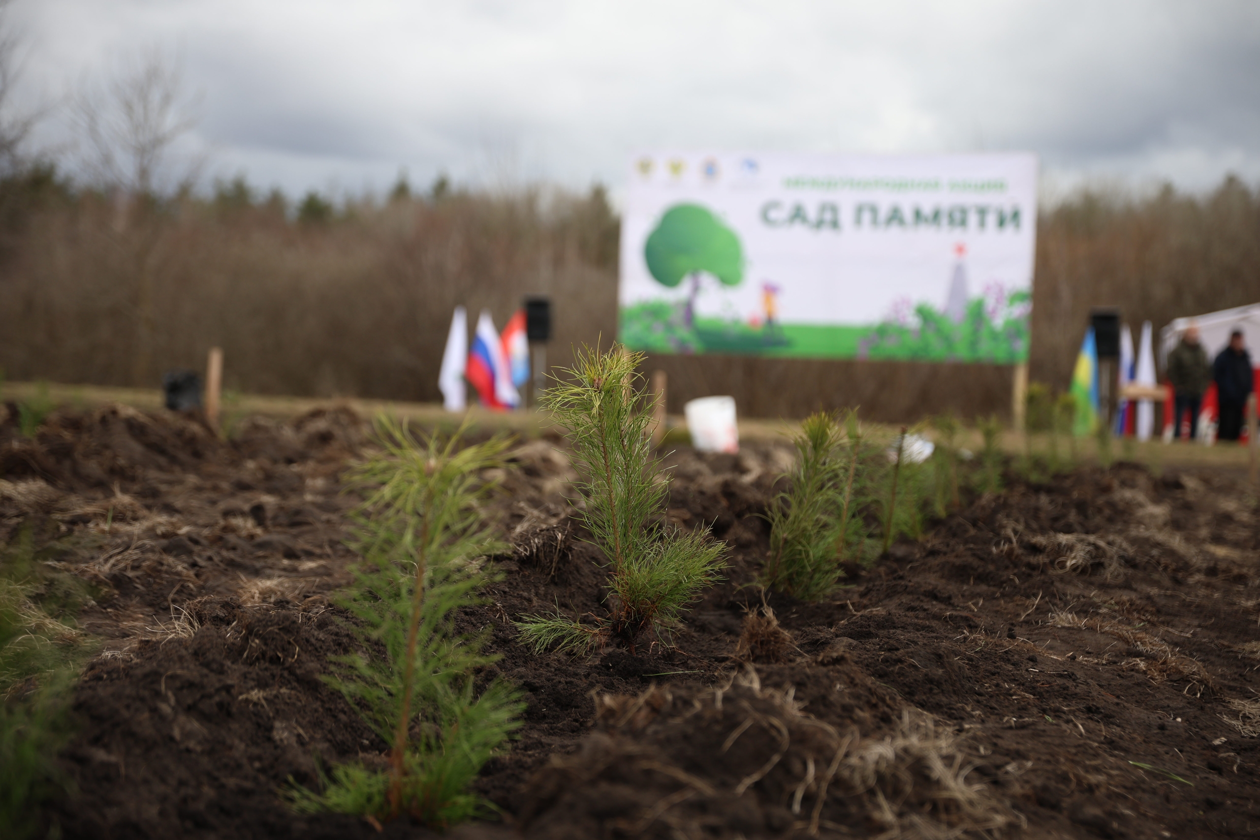 В Красноярском лесничестве высадили 38 500 саженцев сосны
