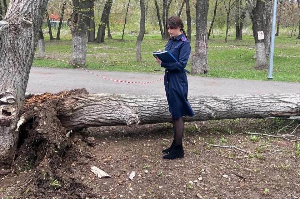 В Самаре во время урагана деревом насмерть придавило девочку